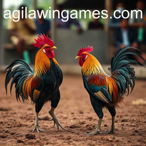 The Complex World of Cockfighting and the Rise of Agila Win